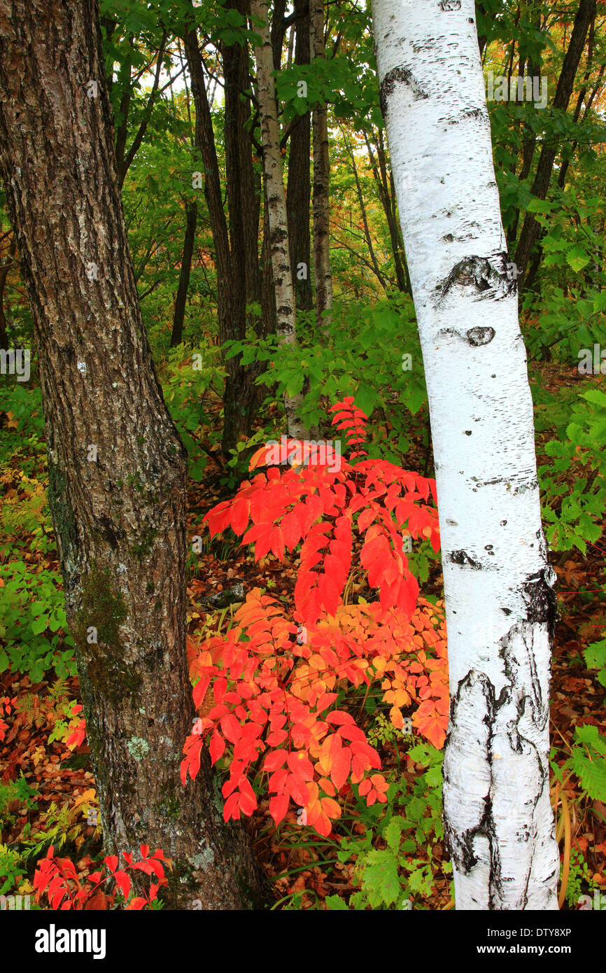 Blätter im Herbst Stockfoto