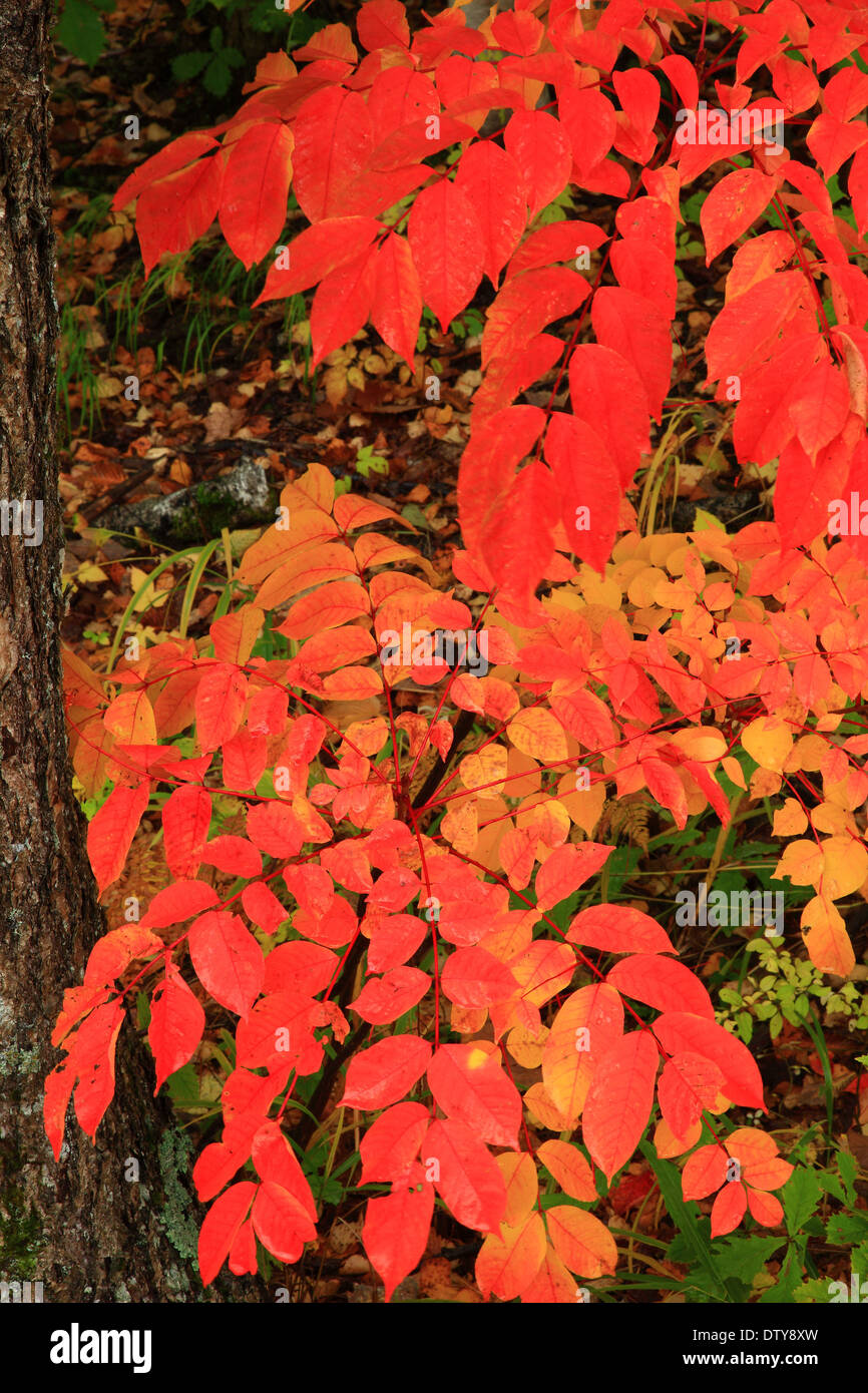 Blätter im Herbst Stockfoto