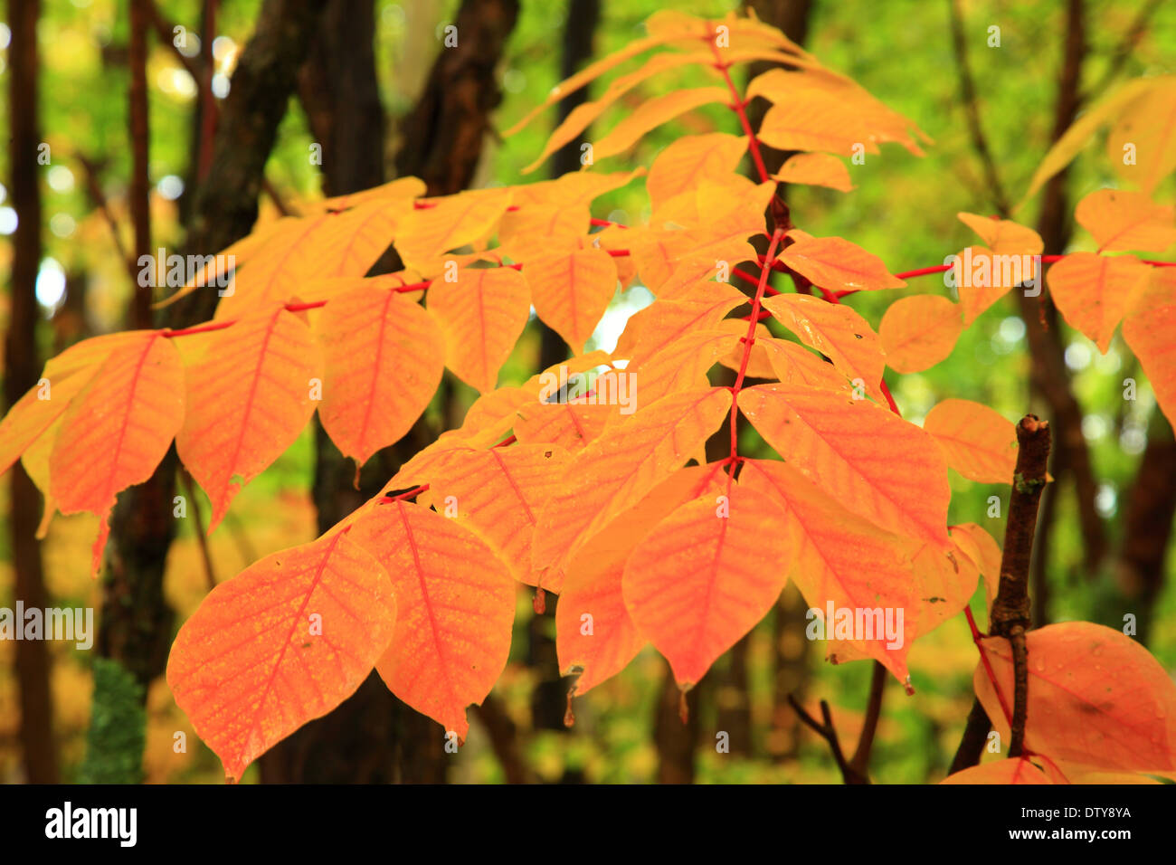 Blätter im Herbst Stockfoto