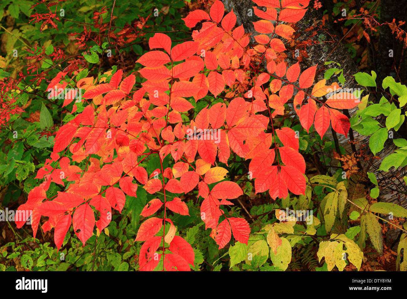 Blätter im Herbst Stockfoto