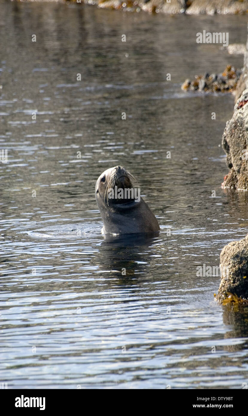 Seinsel Wolf, Ushuaia, Feuerland, Argentinien Stockfoto