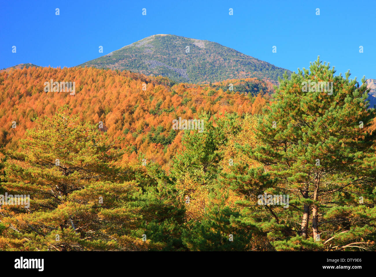 Bäume im Herbst Stockfoto