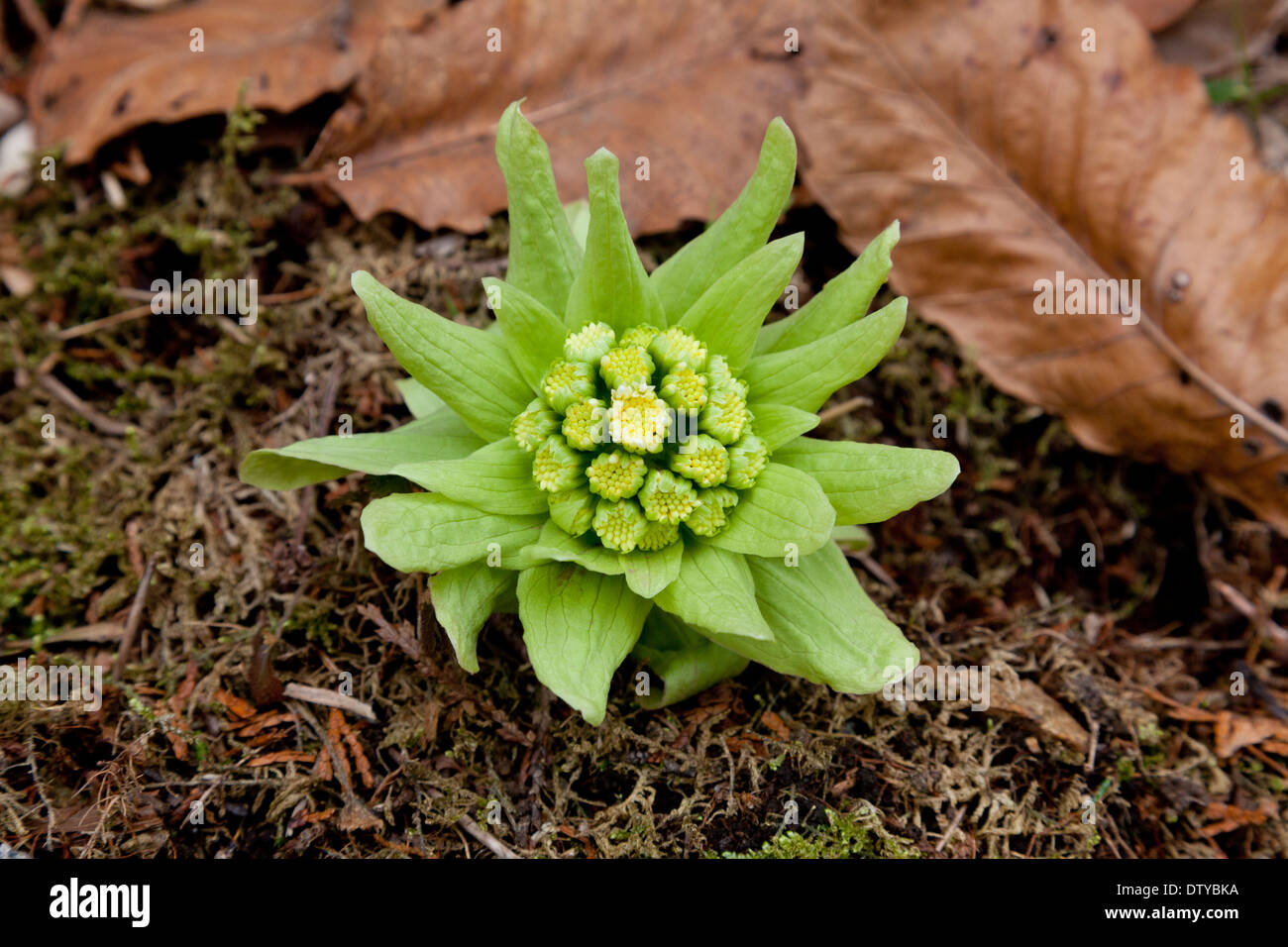 Pestwurz sprießen Stockfoto