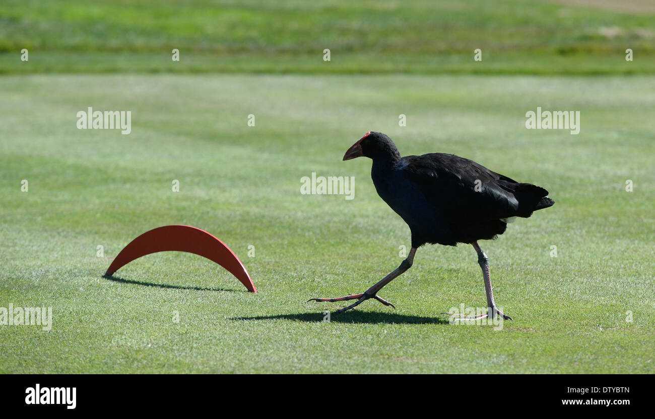 Arrowtown, Neuseeland. 25. Februar 2014. Lokalen einheimischen Vogel Pukeko zu Beginn des New Zealand Open in The Hills, Arrowtown, Neuseeland. Bildnachweis: Action Plus Sport Bilder/Alamy Live News Stockfoto