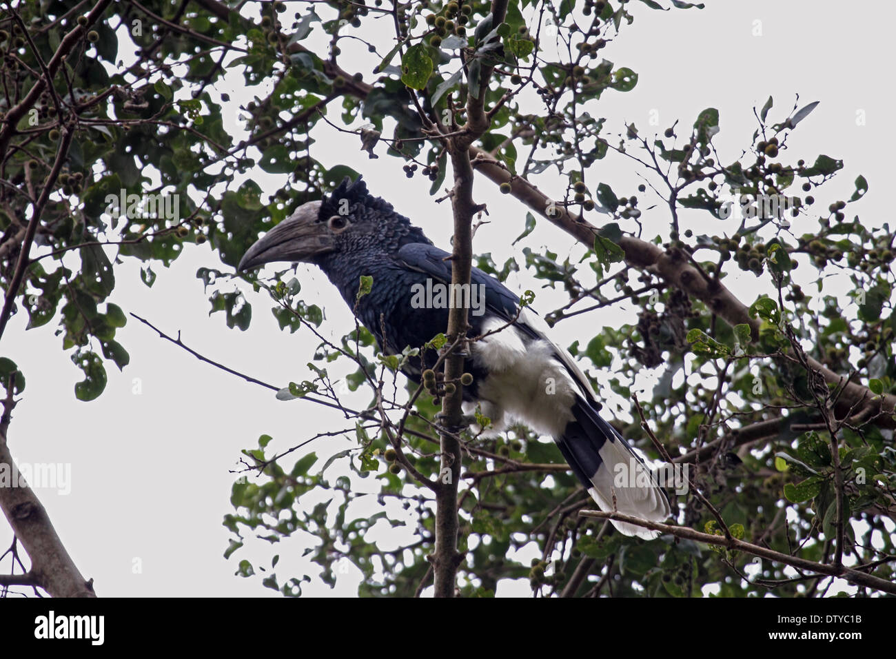 Schwarz und weiß casqued Hornbill in Uganda Stockfoto