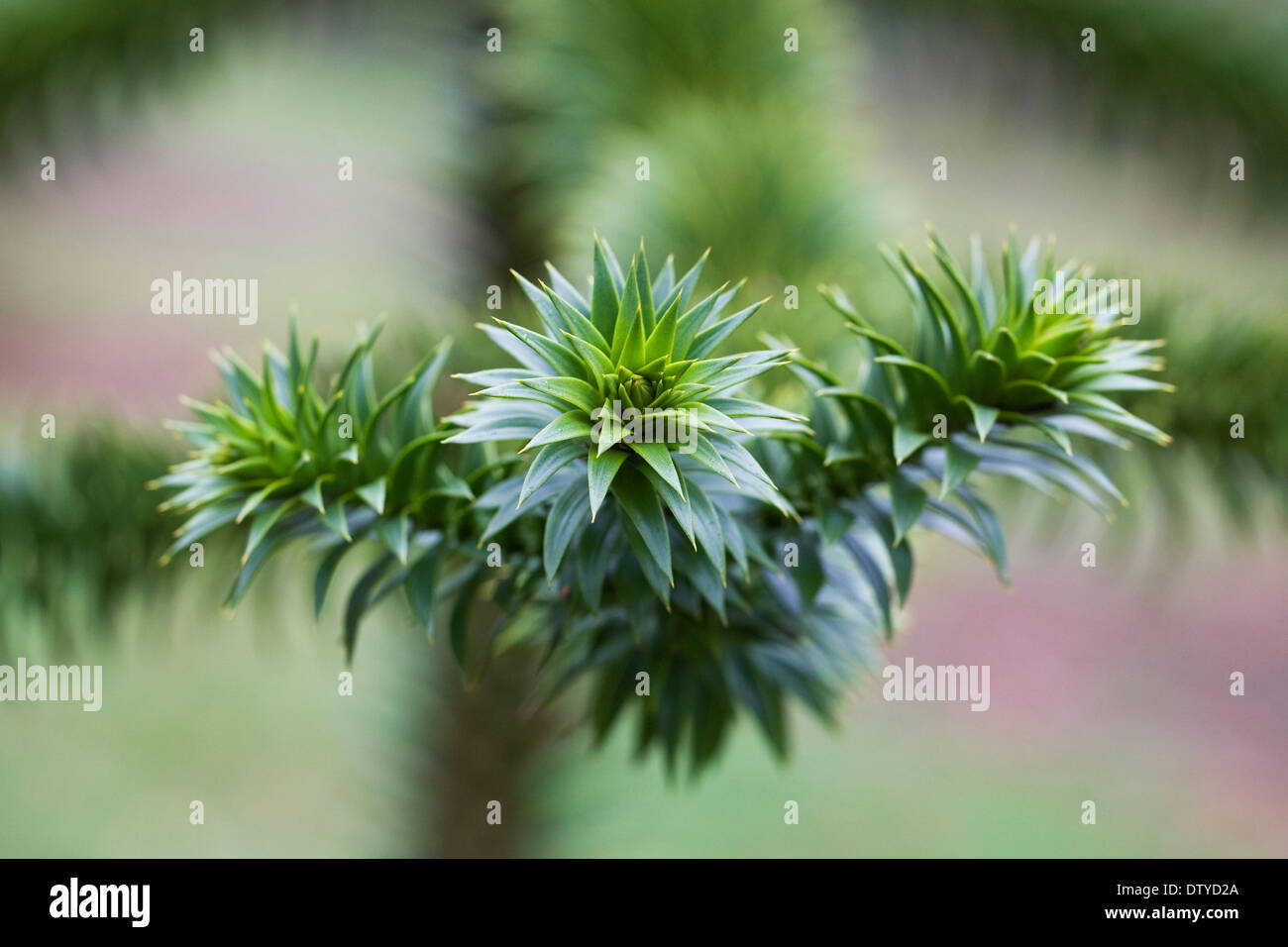 Araucaria Araucana. Affe Puzzle Ast. Stockfoto