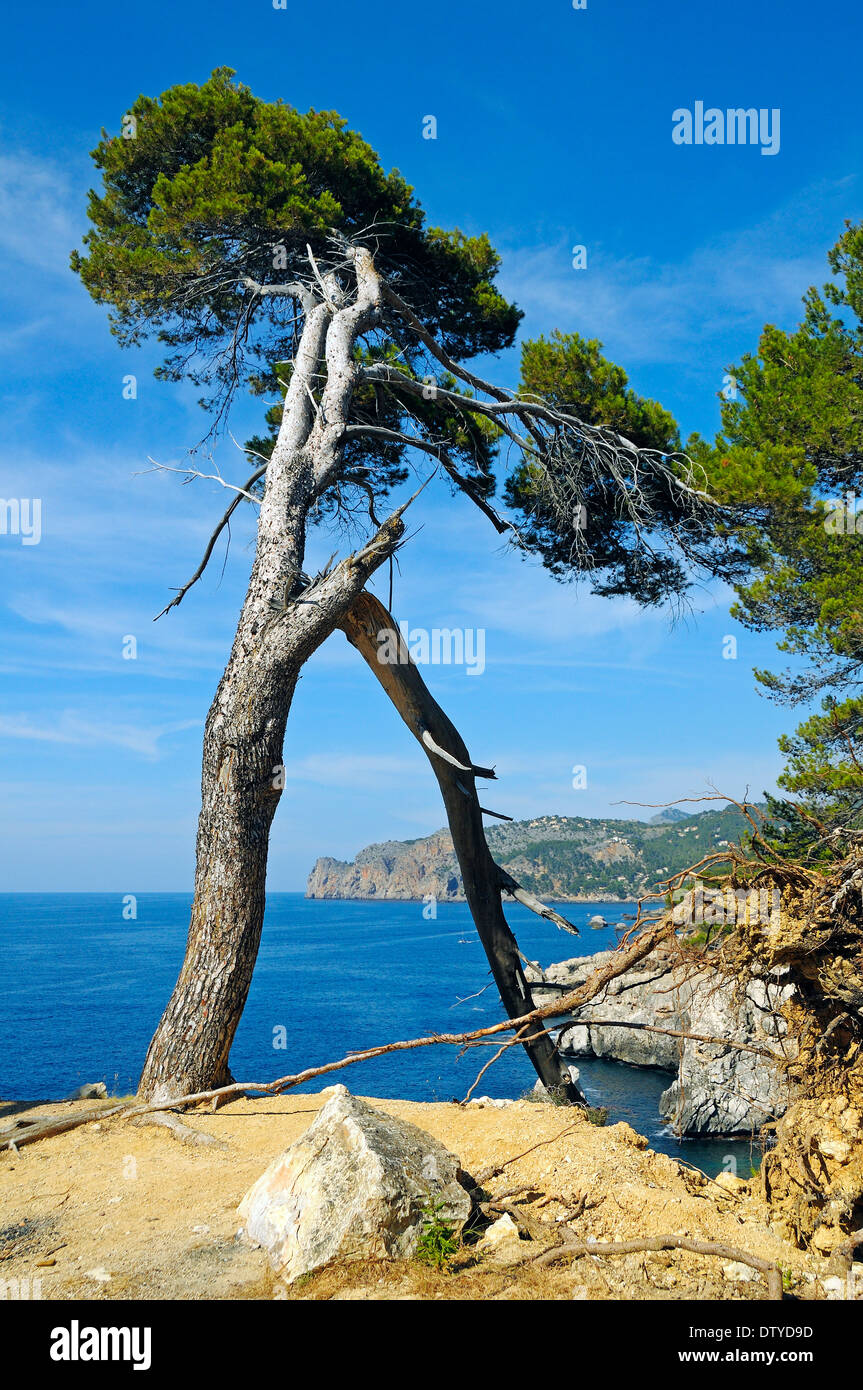 Baum an der Küste in der Nähe von dem Dorf und Strand von Deia, Sierra de Tramuntana, Mallorca Insel, Balear, Spanien, Europa Stockfoto