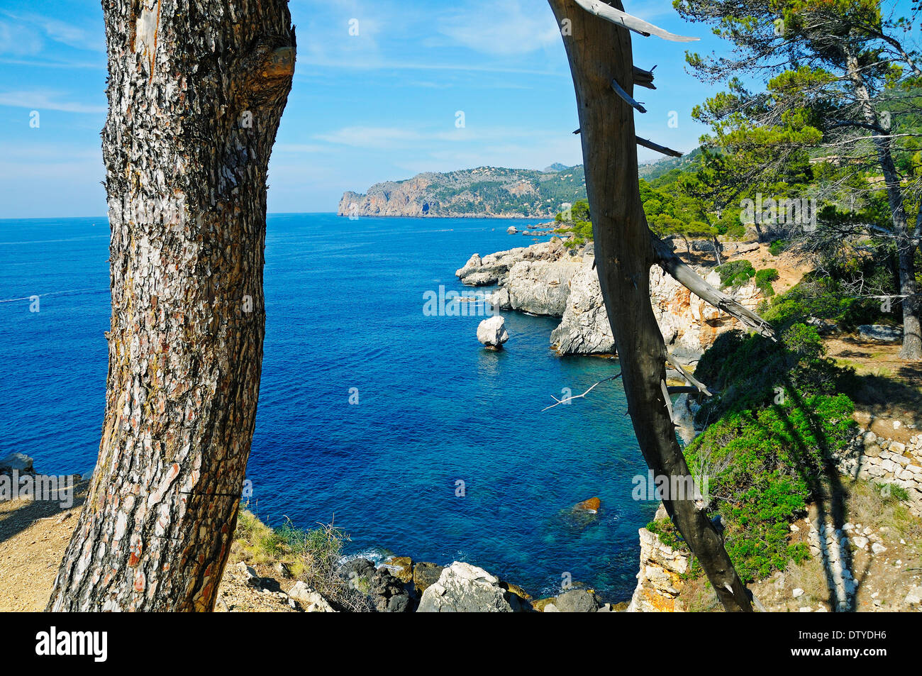 Baum an der Küste in der Nähe von dem Dorf und Strand von Deia, Sierra de Tramuntana, Mallorca Insel, Balear, Spanien, Europa Stockfoto