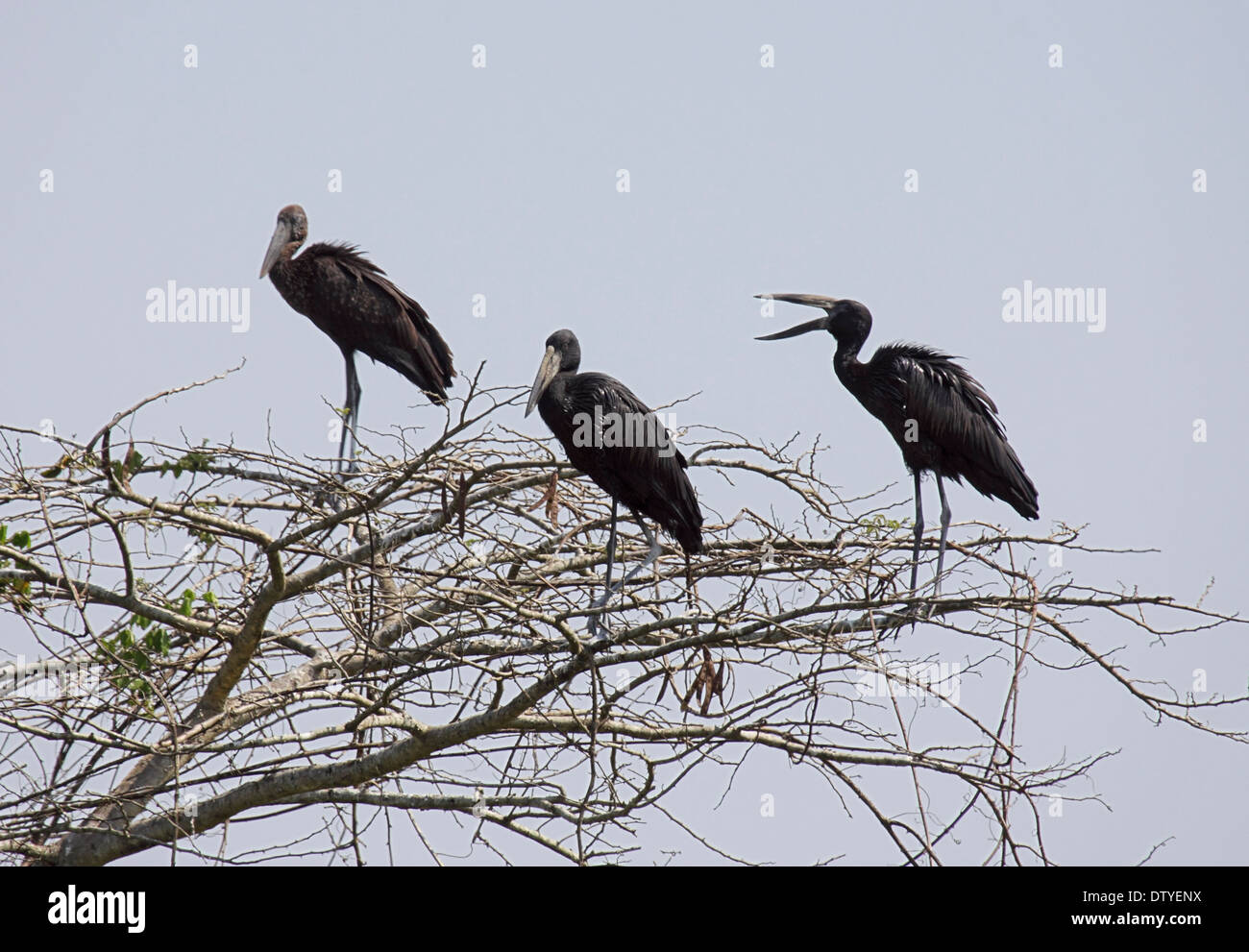 Afrikanische Open-billed Störche Schlafplatz in Uganda Stockfoto