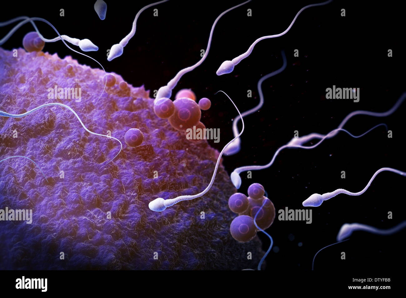 Sperma und Eizelle Stockfotografie - Alamy