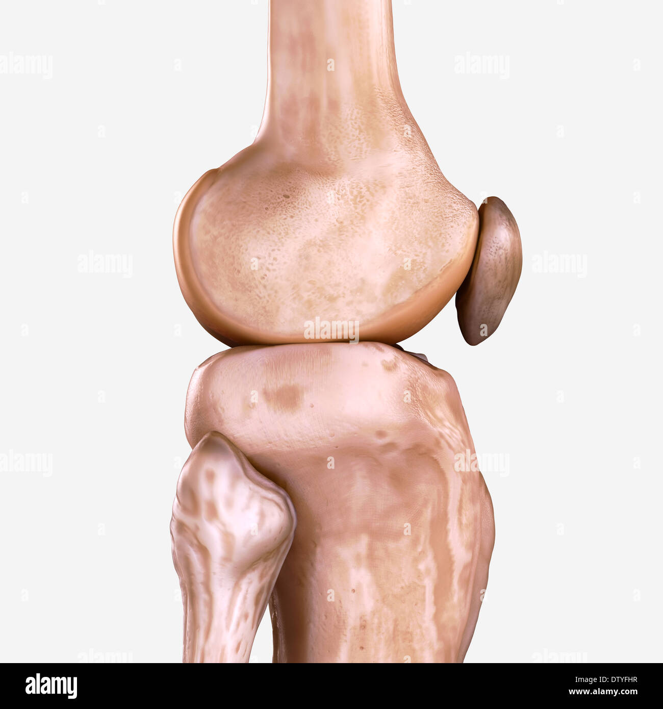 Rechtes Knie Knochen Stockfoto