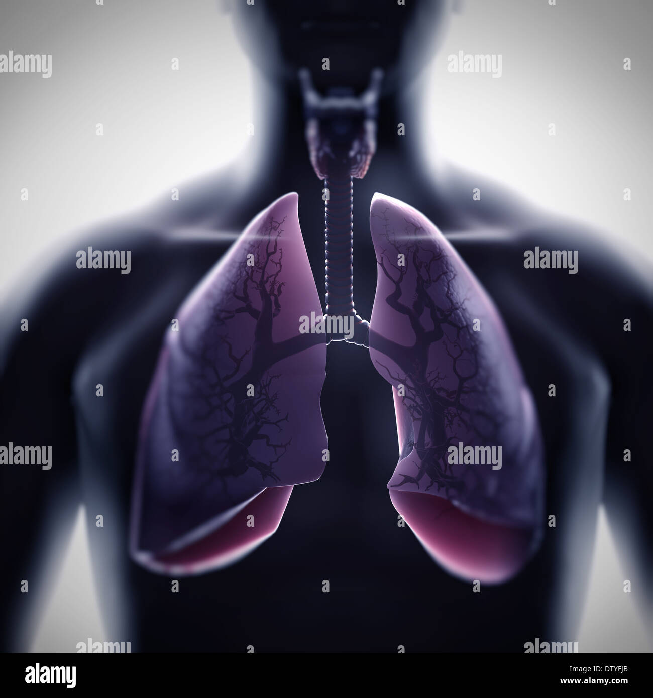 Anatomie der Lunge Stockfoto
