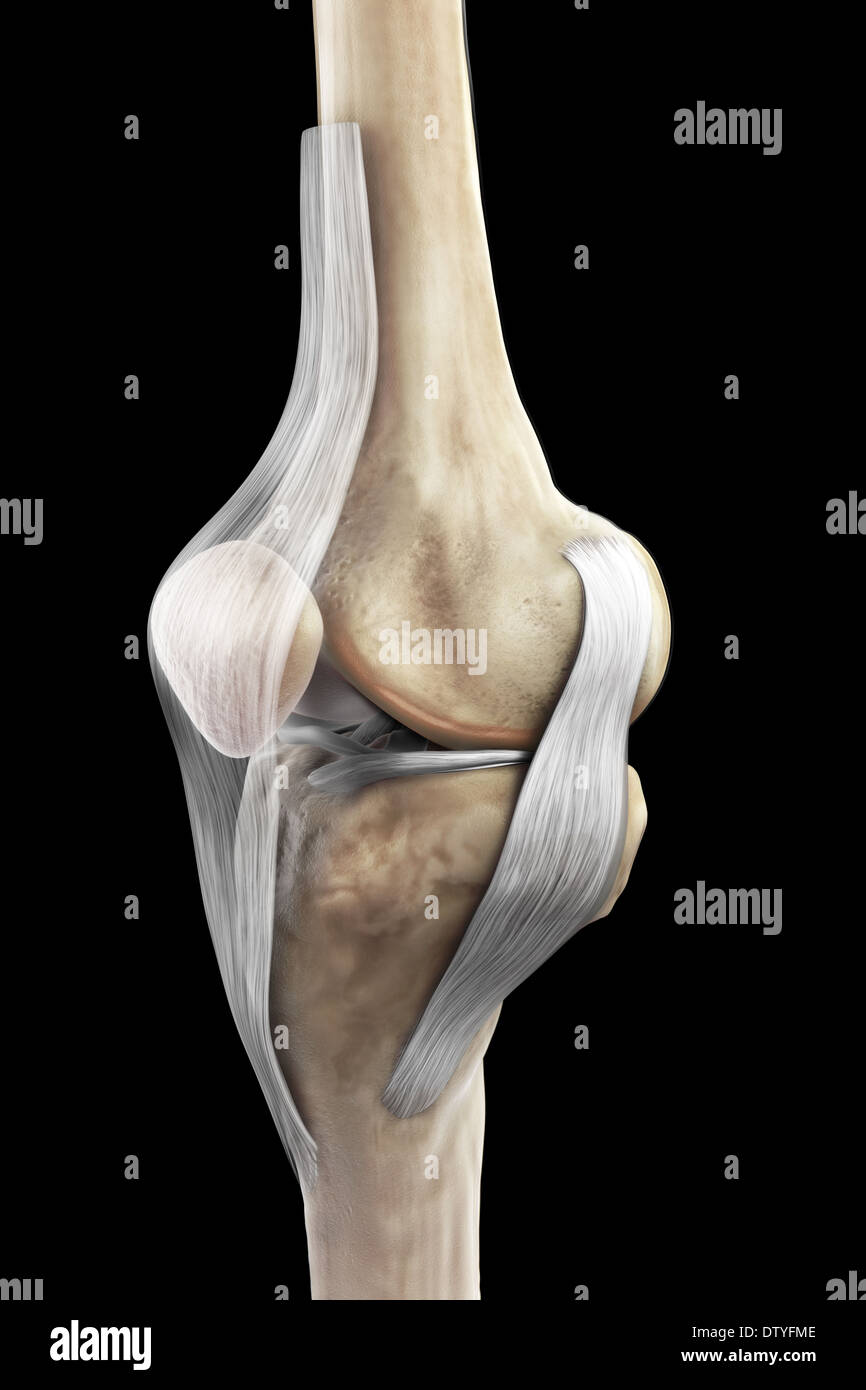 Rechtes Kniebänder Stockfoto