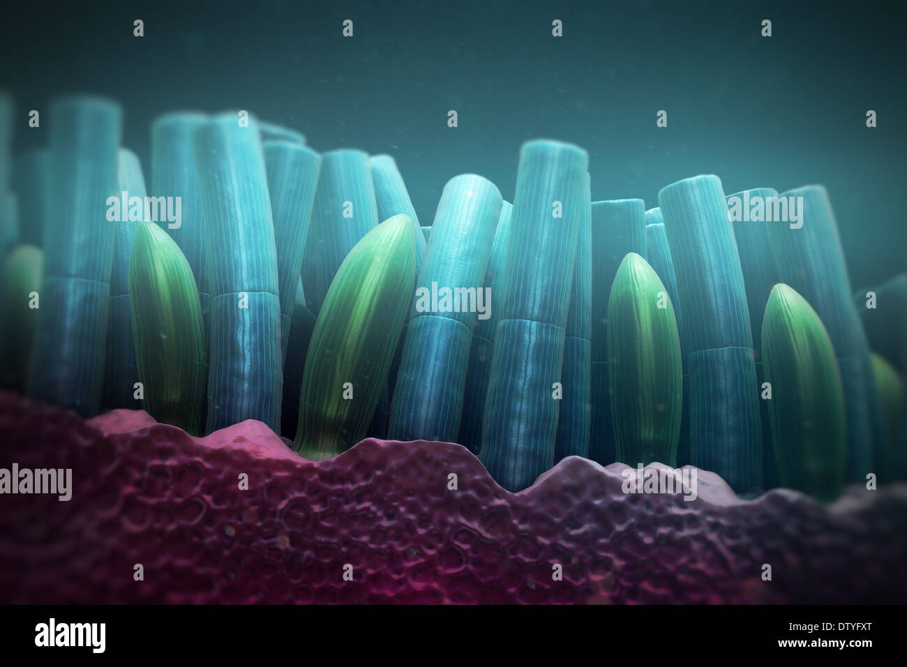 Stäbchen und Zapfen Stockfoto