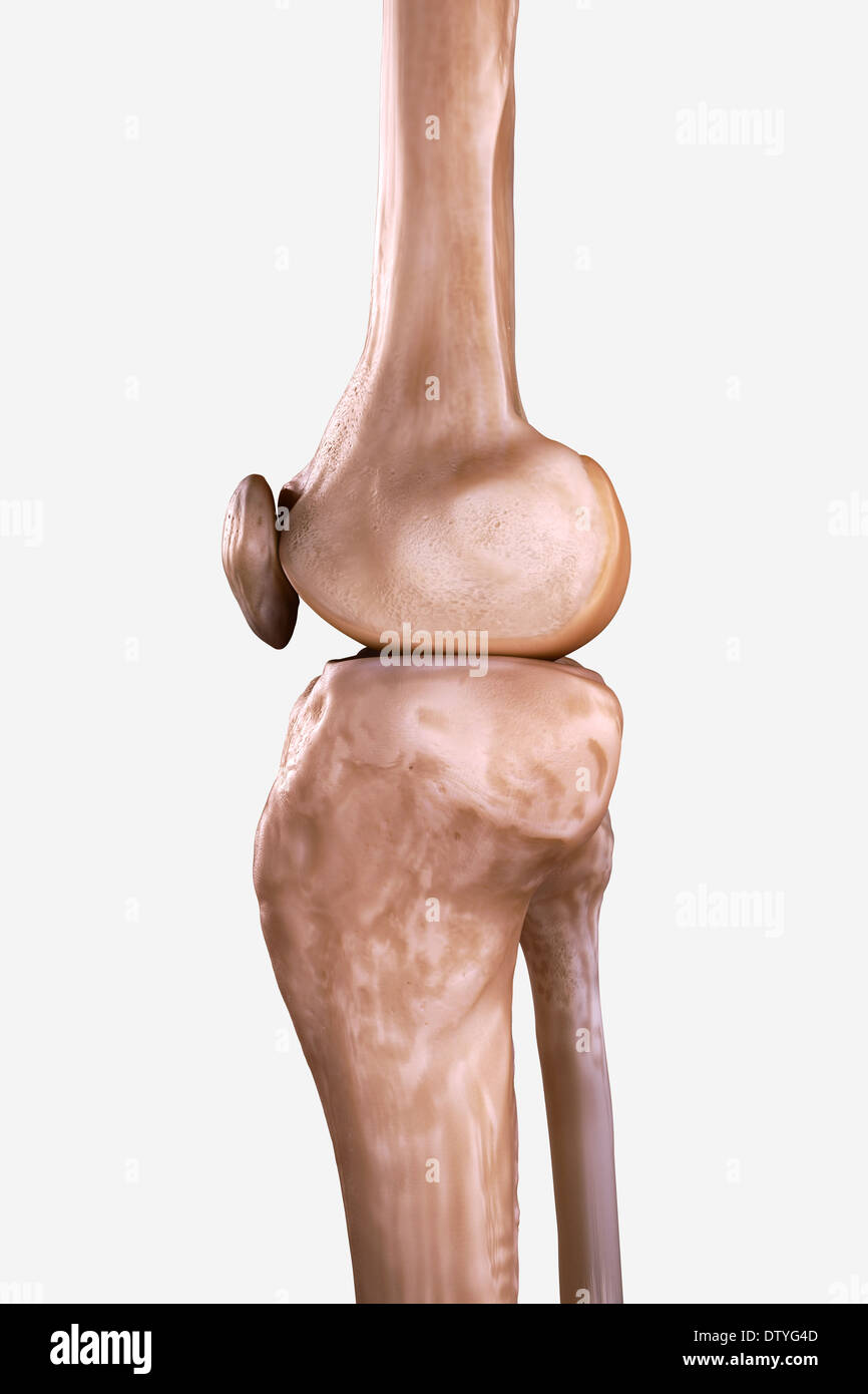 Rechtes Knie Knochen Stockfoto