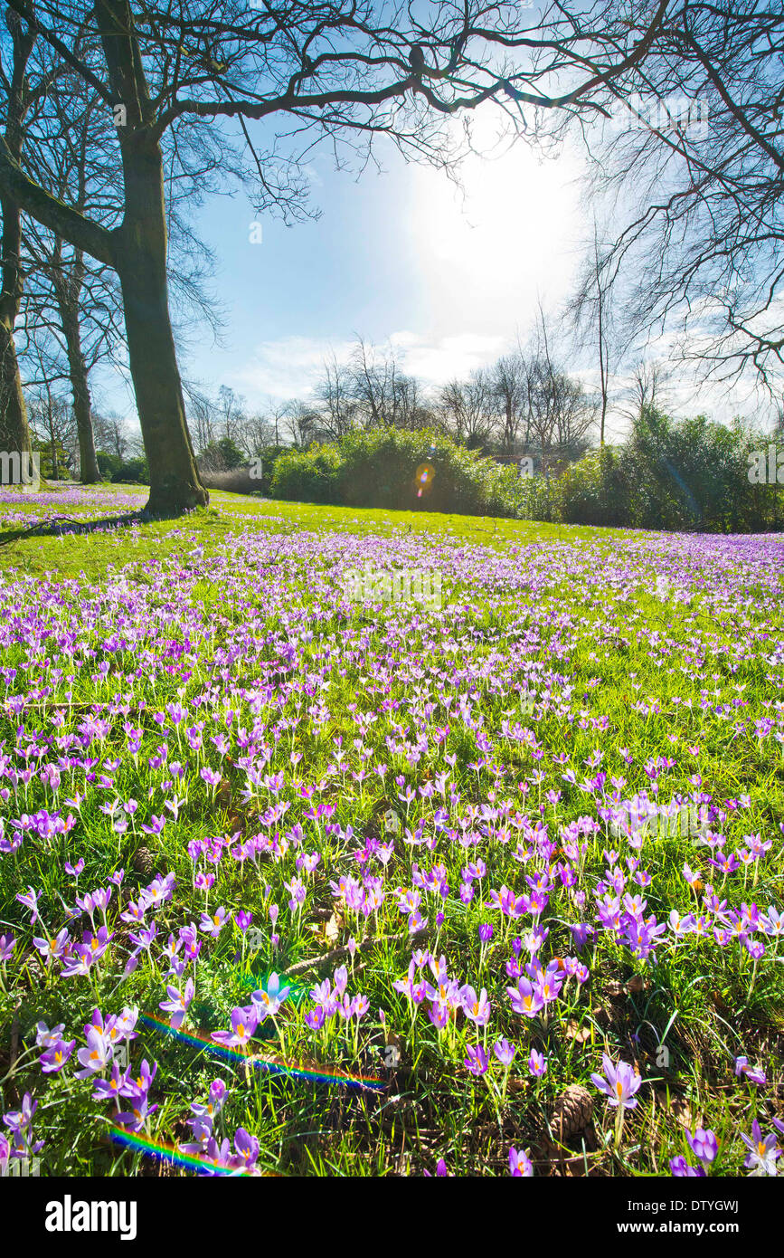 Krokusse, die den Anfang des Frühlings wachsen in Roundhay Park, Leeds, West Yorkshire, Großbritannien. Stockfoto