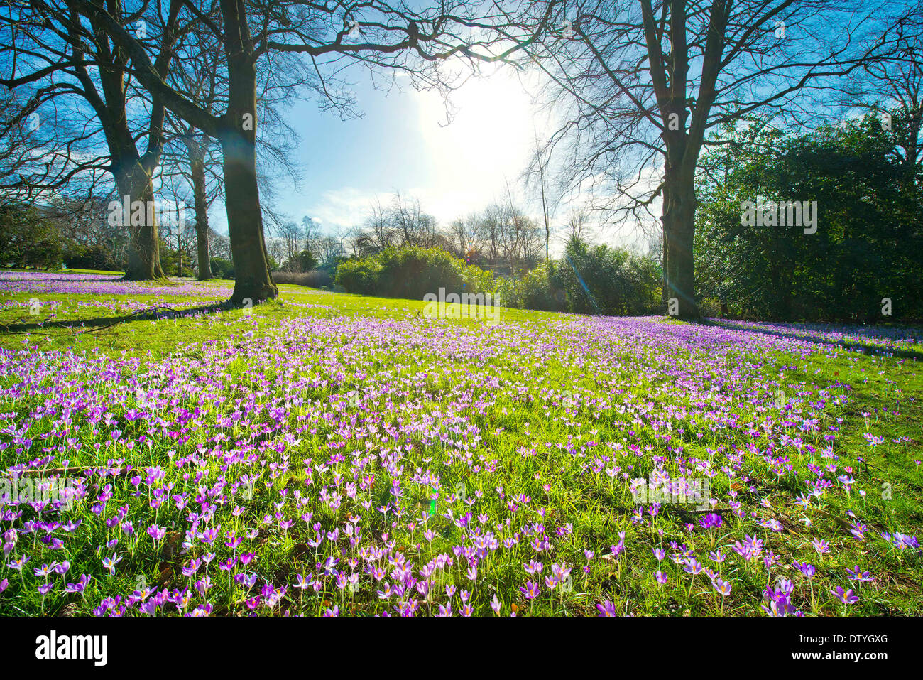 Krokusse, die den Anfang des Frühlings wachsen in Roundhay Park, Leeds, West Yorkshire, Großbritannien. Stockfoto