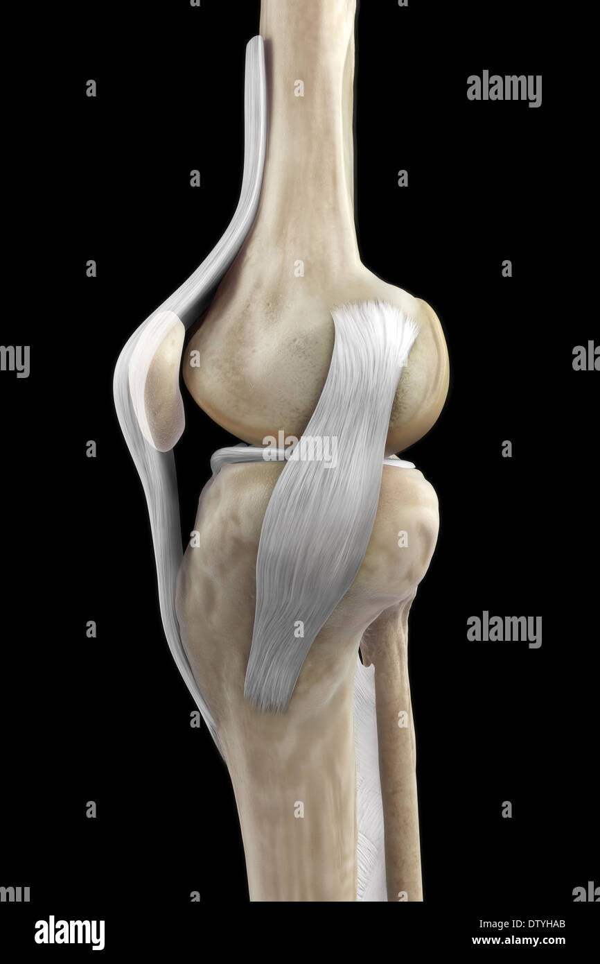 Rechtes Kniebänder Stockfoto