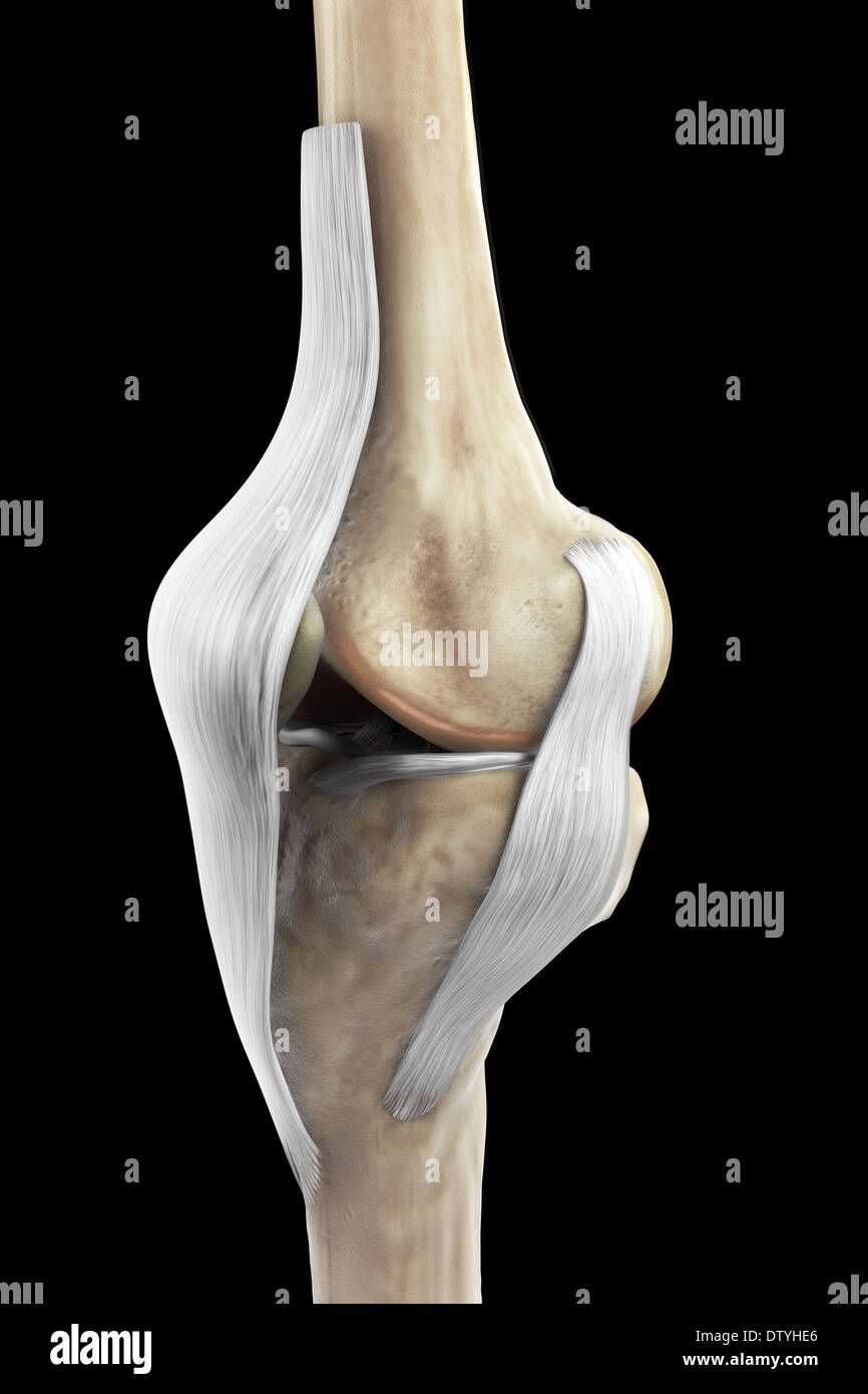 Rechtes Kniebänder Stockfoto