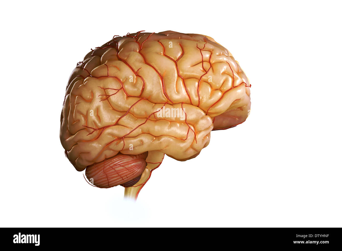 Das menschliche gehirn Ausgeschnittene Stockfotos und -bilder - Alamy