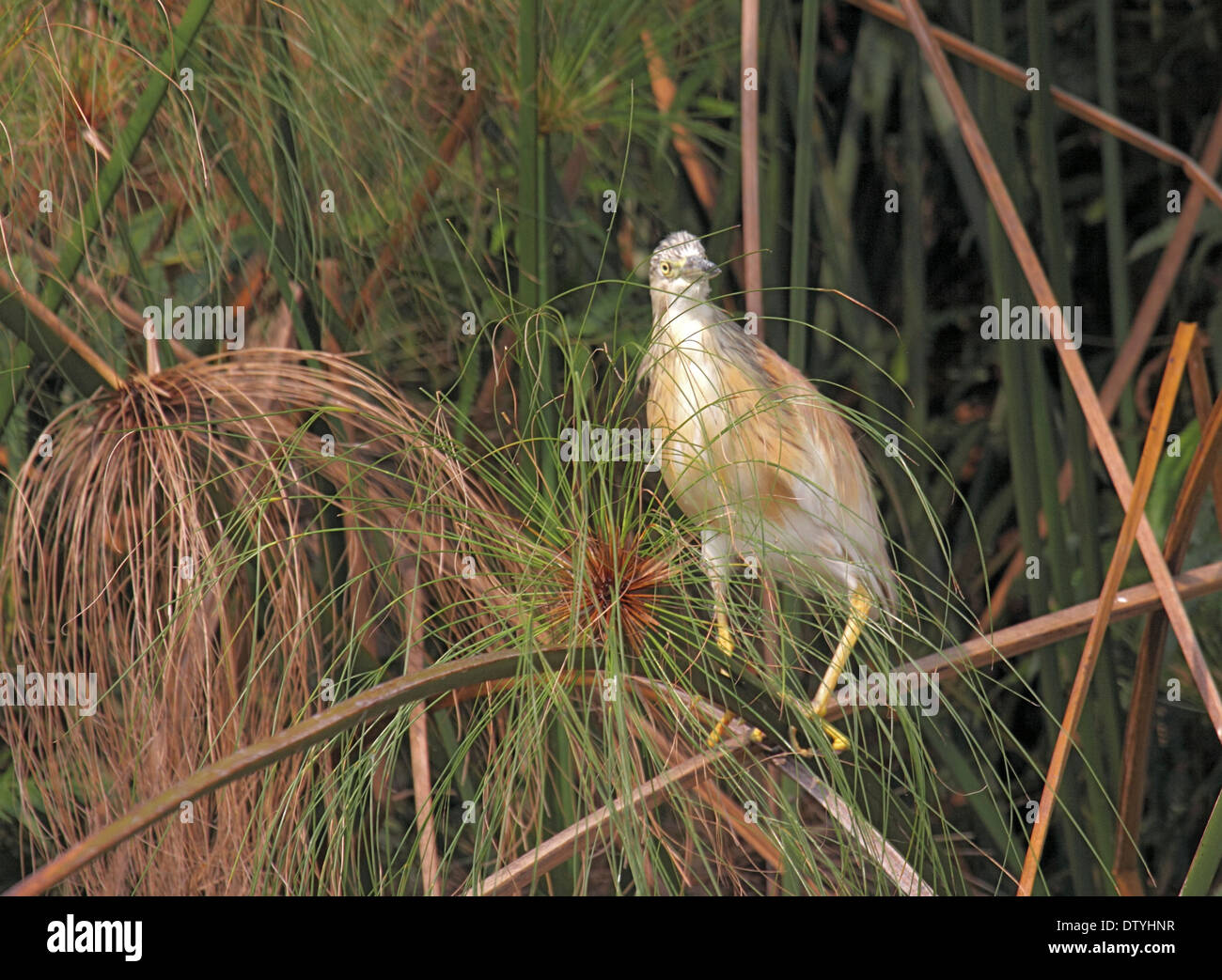 Rallenreiher im Sumpf im Papyrus Sumpf in Uganda Stockfoto