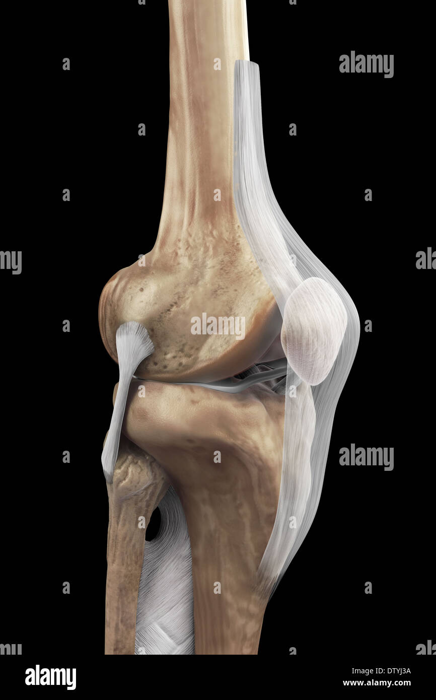 Rechtes Kniebänder Stockfoto