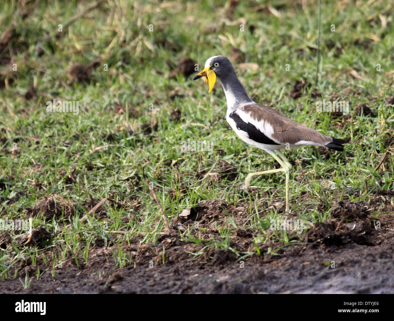 White-crowned Kiebitz in Uganda Stockfoto