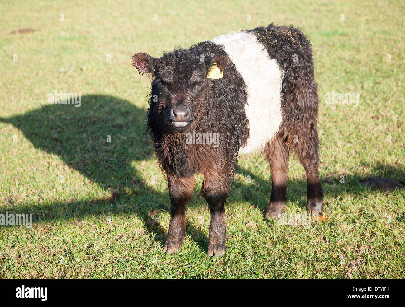 Seltene Rasse Belted Galloway Rinder Hüten an Lux Bauernhof, Kesgrave, Suffolk, England Stockfoto