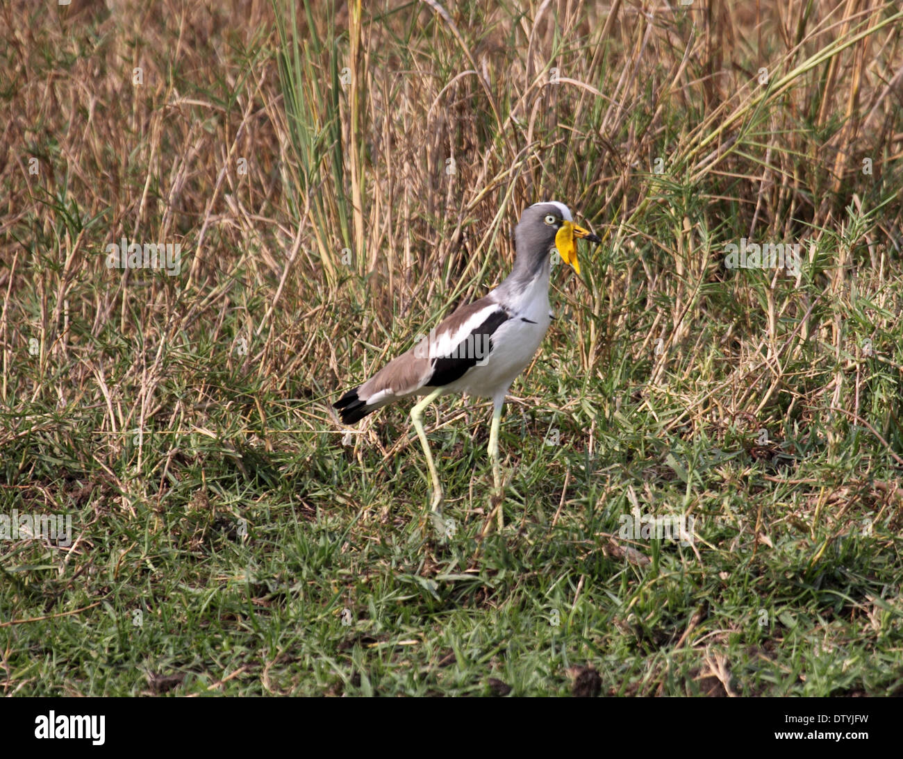 White-crowned Kiebitz in Uganda Stockfoto