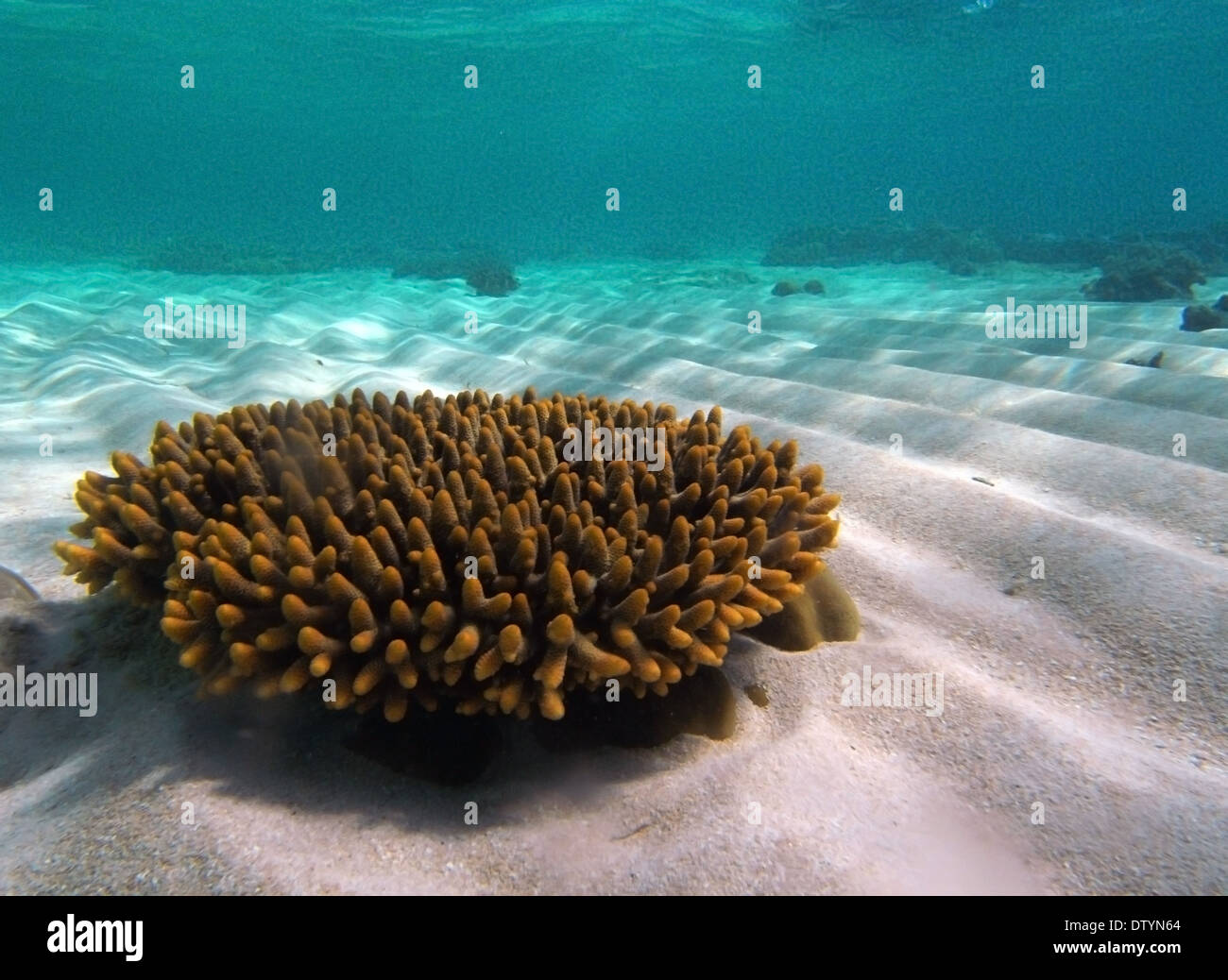 Acropora Korallen Kolonie bei Undine Riff, Great Barrier Reef Marine Park, Queensland, Australia Stockfoto