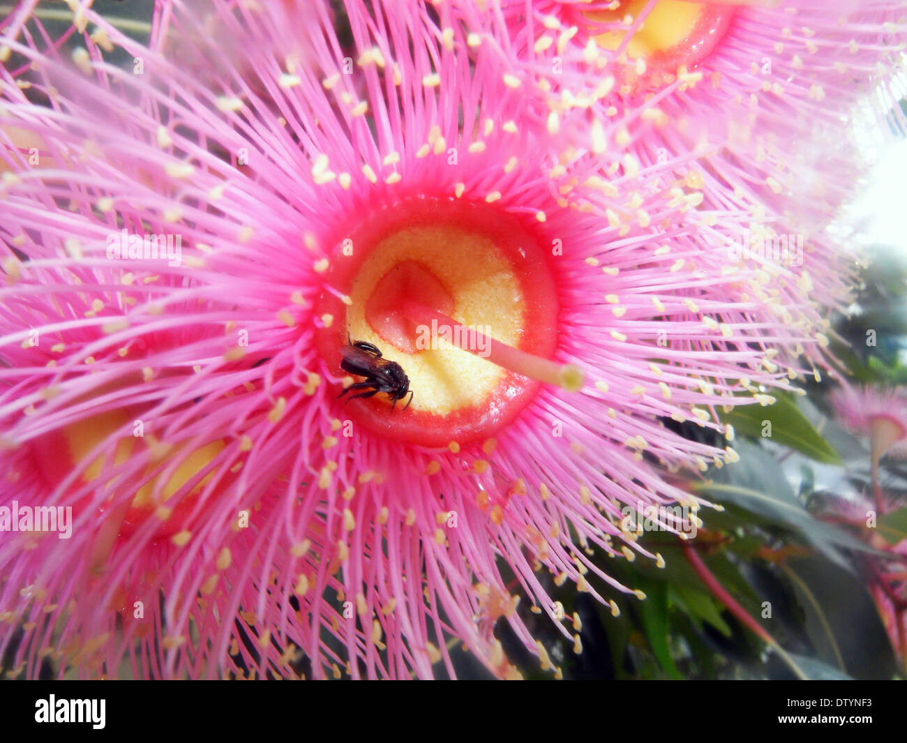 Australische einheimische Biene bestäuben rosa Blüte Gum (Corymbia Ficifolia), Queensland, Australien Stockfoto