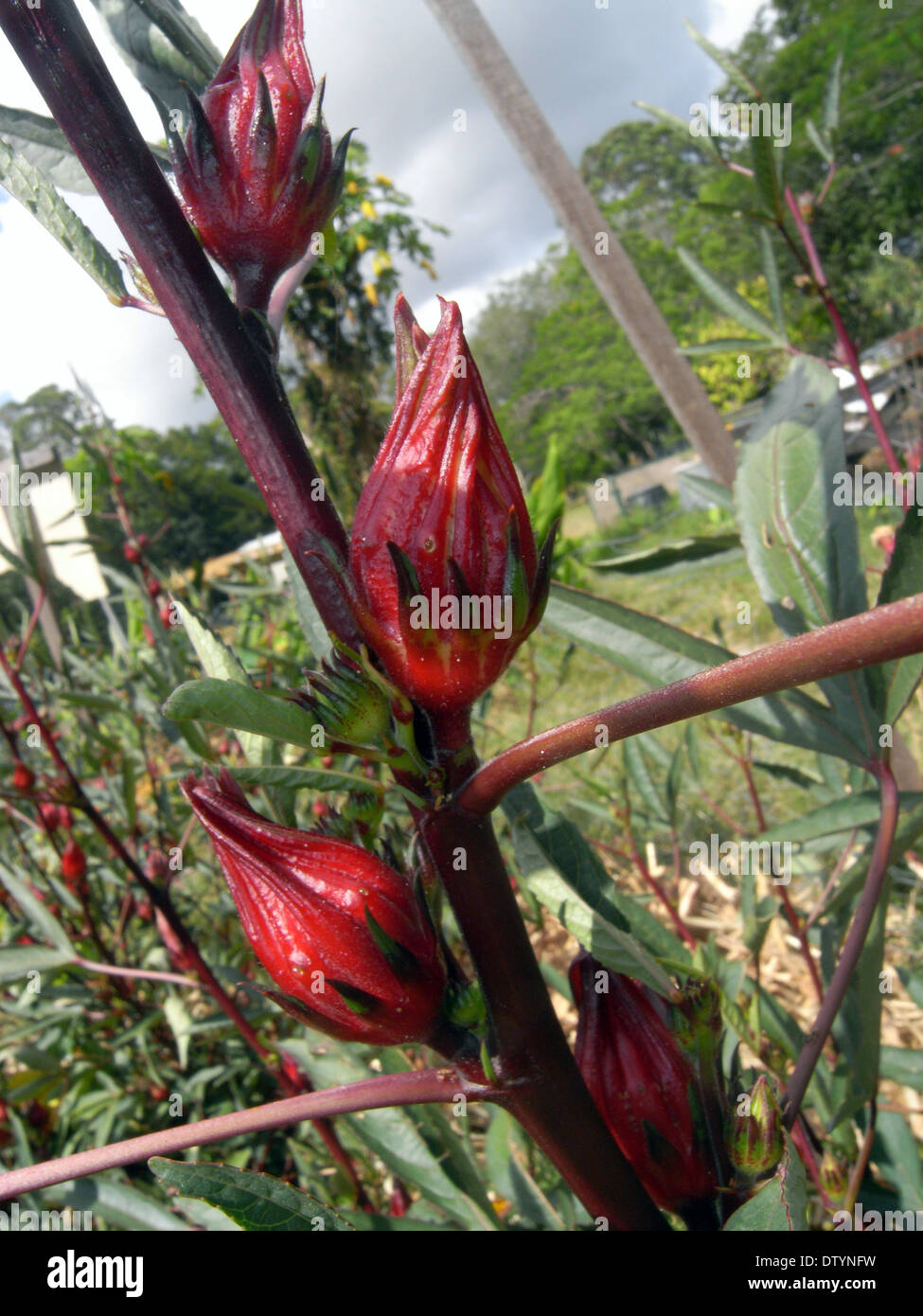 Reifen roten Blütenkelche Roselle (oder Rosella Obst) am Werk (Hibiscus Sabdariffa) Stockfoto