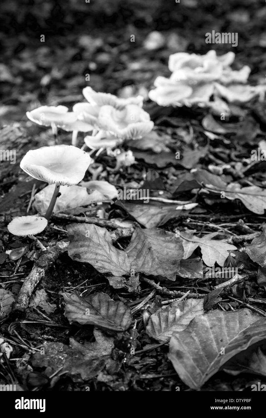 Kleine weiße ein Sonnenschirm in Sussex, UK Pilze Stockfoto