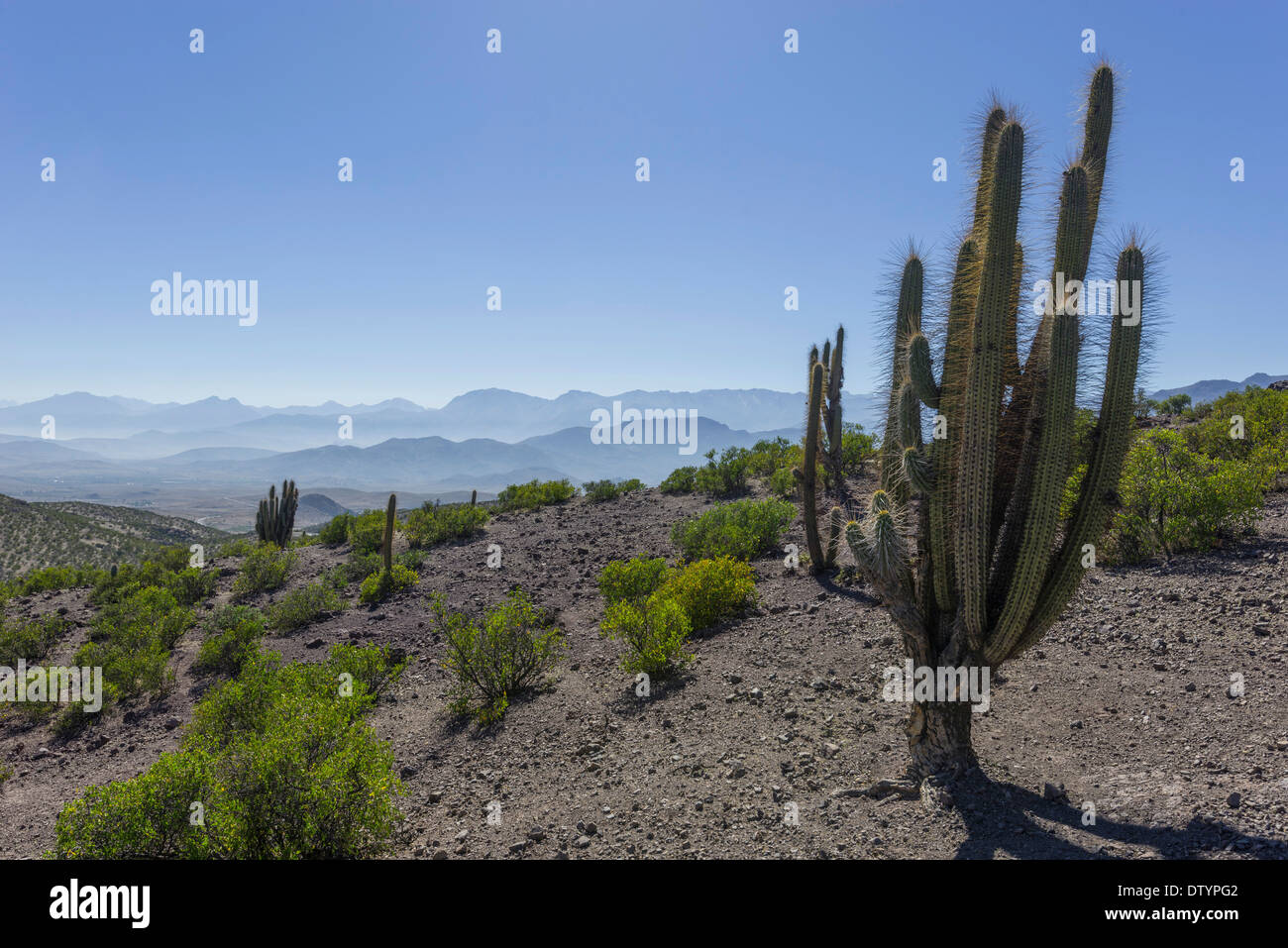 Blick von einem Gebirgspass auf die karge Landschaft mit einem Copao Kaktus (Eulychnia Acida Phil.), Combarbalá Stockfoto