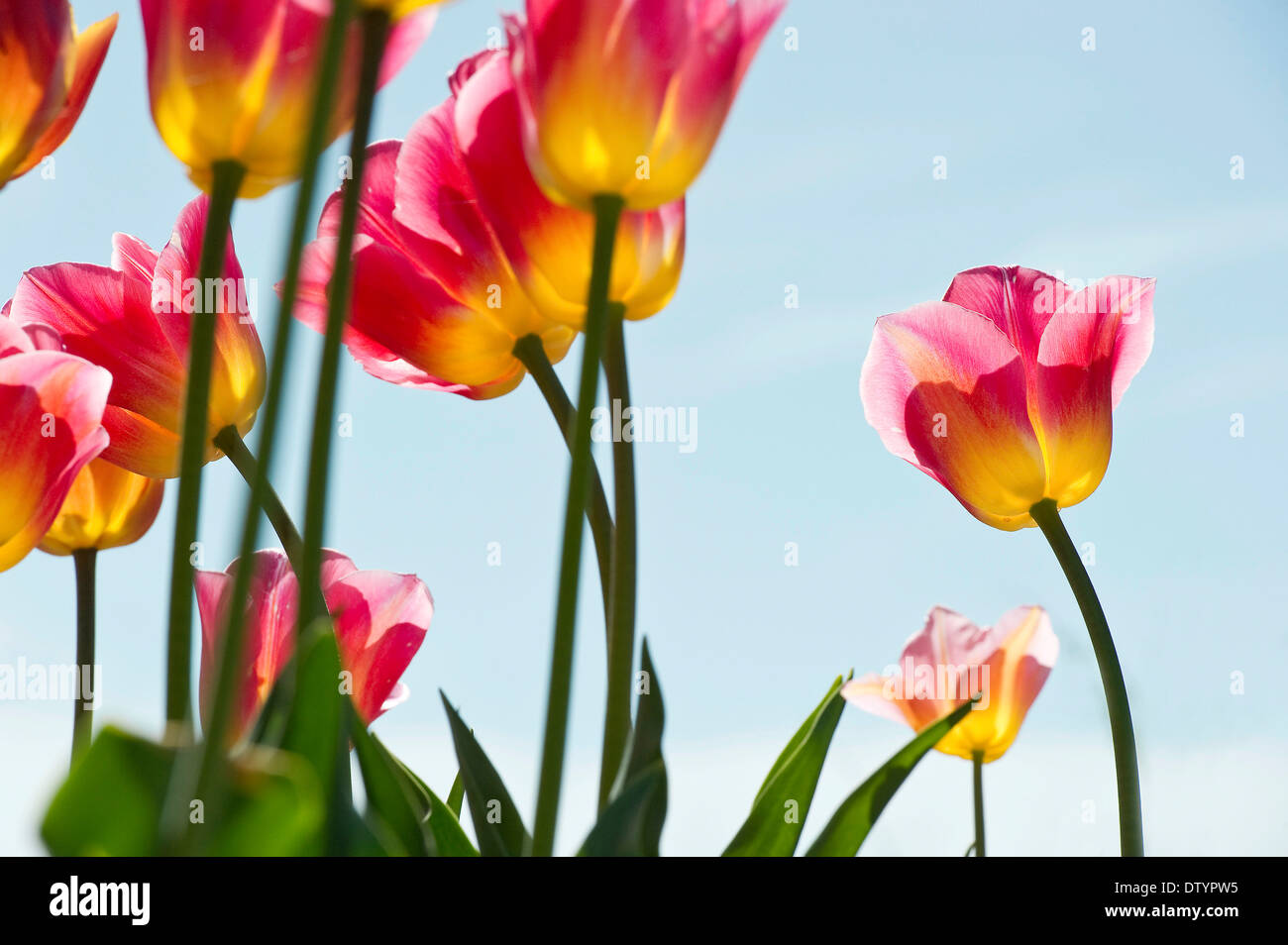 Tulpen, Mainau, Konstanz, Baden-Württemberg, Deutschland Stockfoto