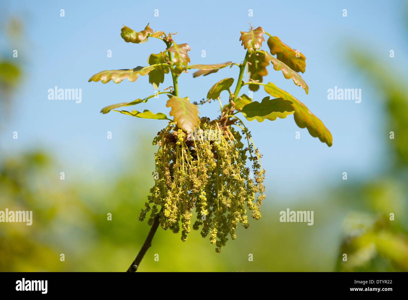 Pedunculate Eiche (Quercus Robur), blühend, männlicher Blütenstand, Thüringen, Deutschland Stockfoto