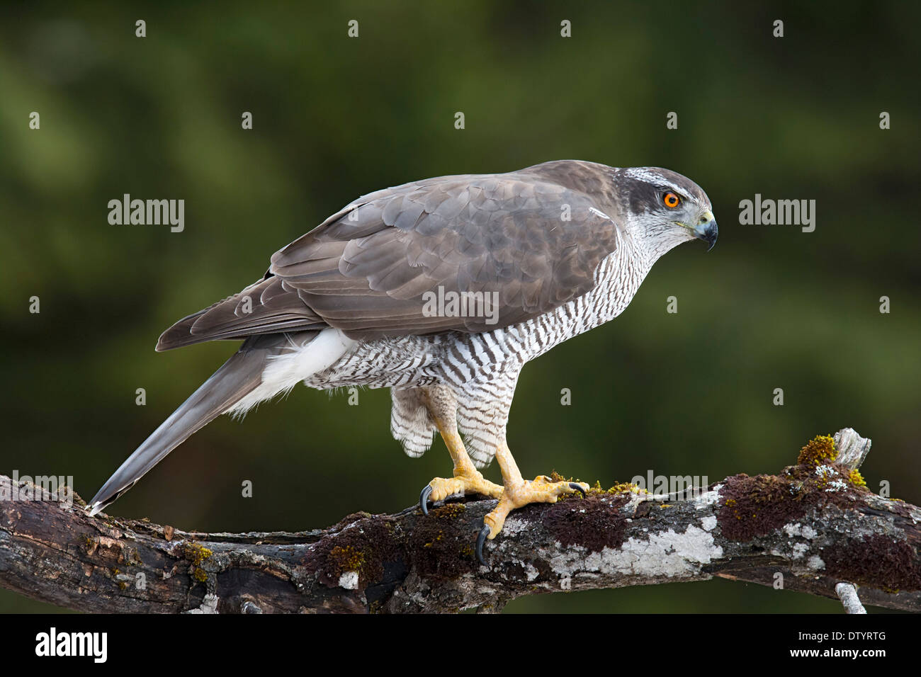 Nördlichen Habicht (Accipiter Gentilis), Stubaital, Tirol, Österreich Stockfoto