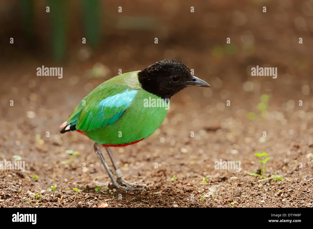 Kapuzen-Pitta (Pitta Sordida Mulleri), ursprünglich aus Asien, in Gefangenschaft, Deutschland Stockfoto