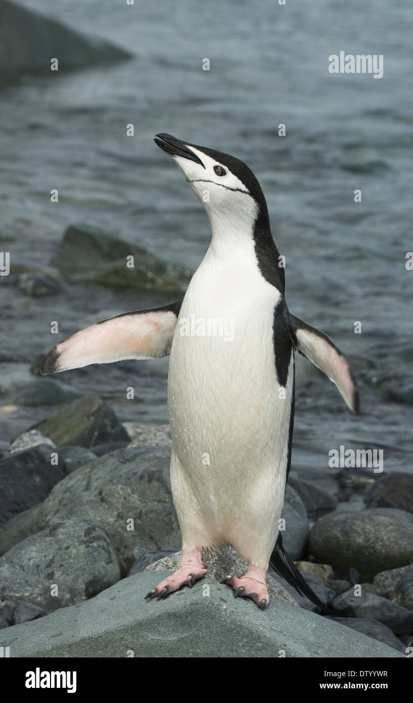 Kinnriemen Pinguin (Pygoscelis Antarctica) abschütteln Wasser, halb Mond Insel, antarktische Halbinsel Stockfoto