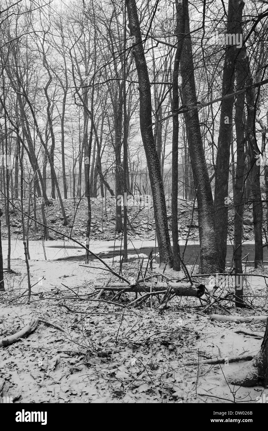 Wald im Schnee, Woodstock NY, Zena. Catskills, Hudson Valley, schwarz und weiß Stockfoto