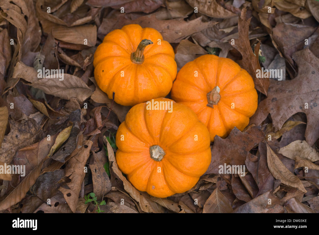 Cucurbita. Drei Mini-Kürbisse auf Autumn Leaves. Stockfoto
