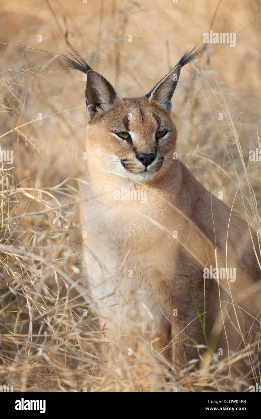Karakal katzen -Fotos und -Bildmaterial in hoher Auflösung – Alamy