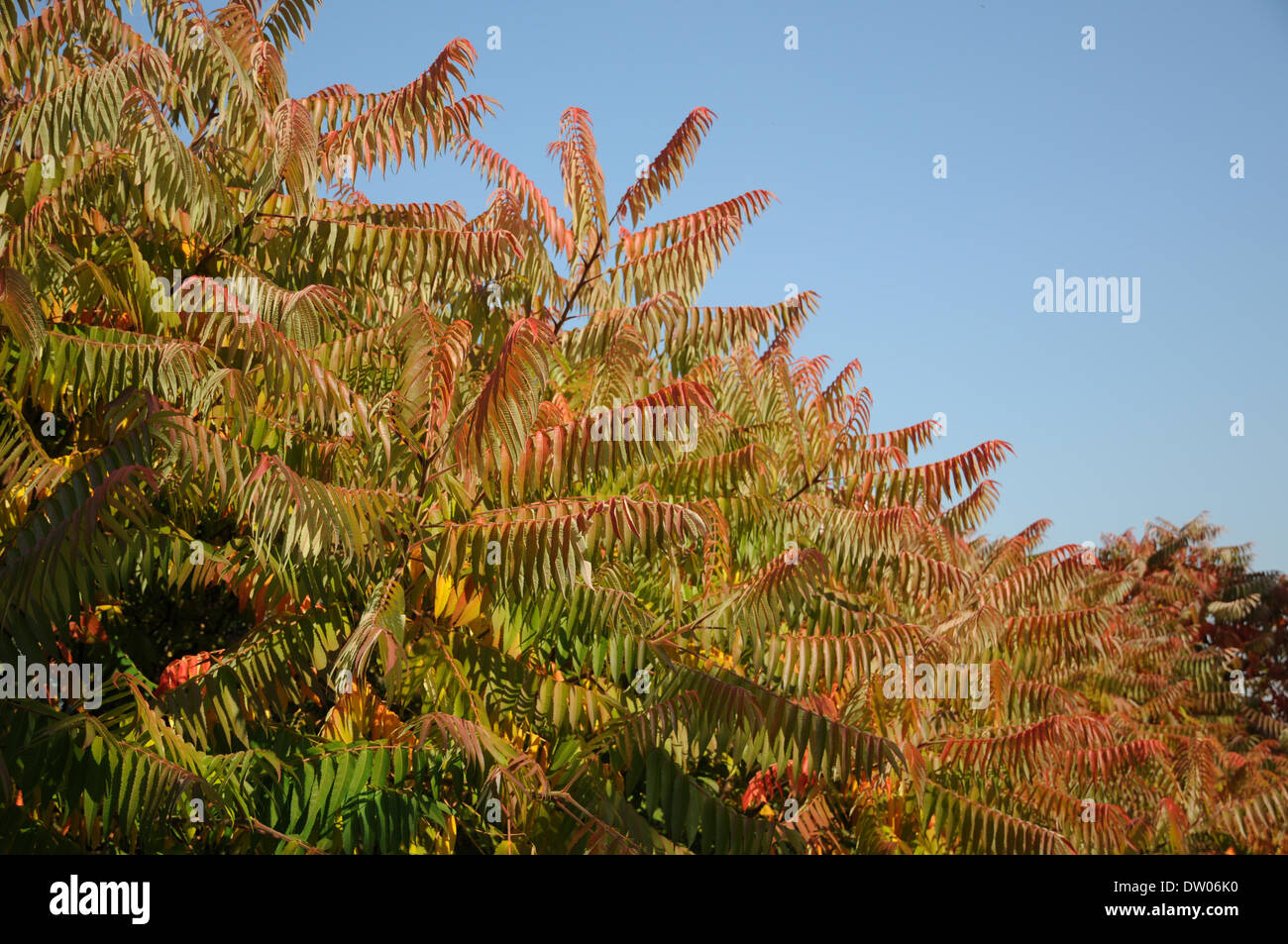 Sumac Stockfoto