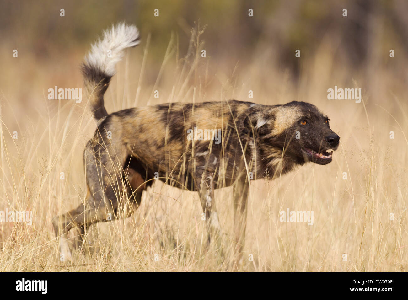 Afrikanischer Wildhund (LYKAON Pictus), aggressives Verhalten, gefährdete Arten, in Gefangenschaft, Harnas Wildlife Foundation, Namibia Stockfoto