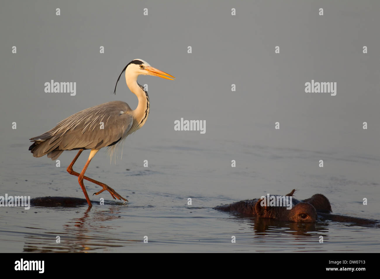 Graue Reiher (Ardea Cinerea) auf der Rückseite ein Flusspferd (Hippopotamus Amphibius), Sunset Dam, Krüger-Nationalpark Stockfoto