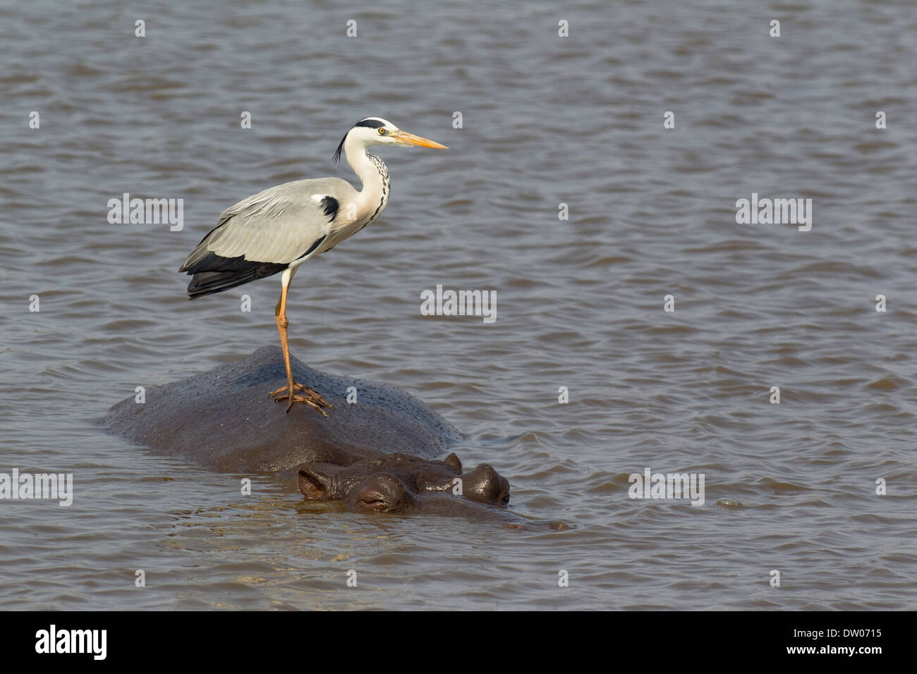 Graue Reiher (Ardea Cinerea) auf der Rückseite ein Flusspferd (Hippopotamus Amphibius), Sunset Dam, Krüger-Nationalpark Stockfoto