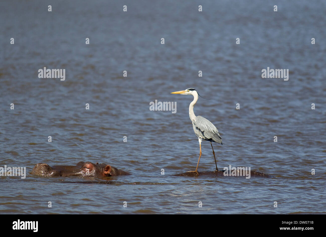 Graue Reiher (Ardea Cinerea) auf der Rückseite ein Flusspferd (Hippopotamus Amphibius), Sunset Dam, Krüger-Nationalpark Stockfoto