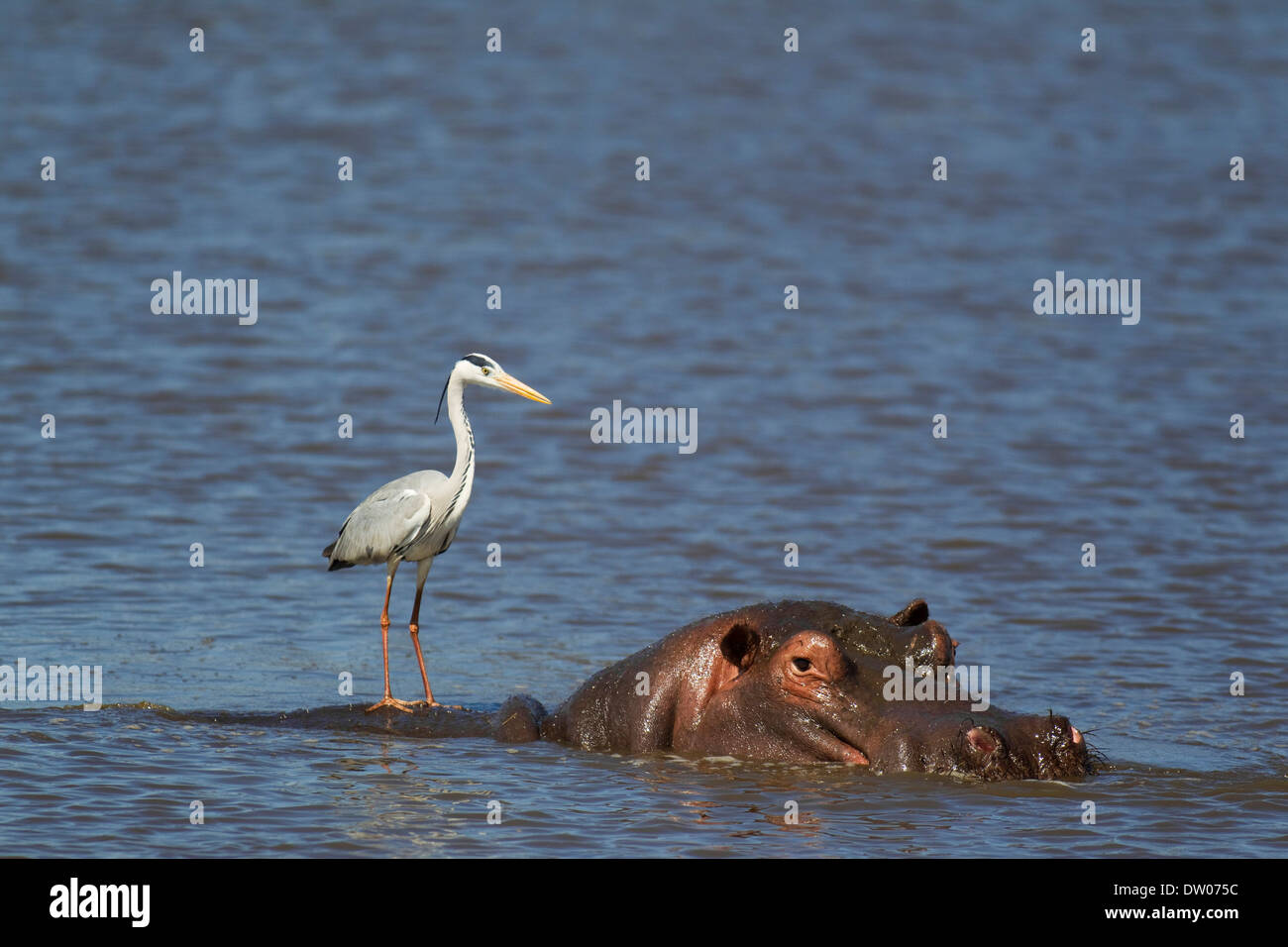 Graue Reiher (Ardea Cinerea) auf der Rückseite ein Flusspferd (Hippopotamus Amphibius), Sunset Dam, Krüger-Nationalpark Stockfoto