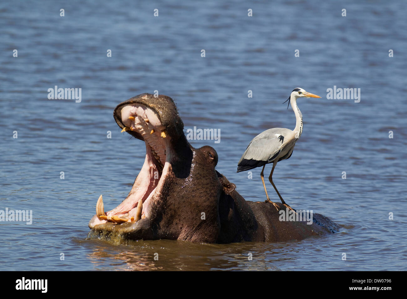 Graue Reiher (Ardea Cinerea) auf der Rückseite ein Flusspferd (Hippopotamus Amphibius), Sunset Dam, Krüger-Nationalpark Stockfoto
