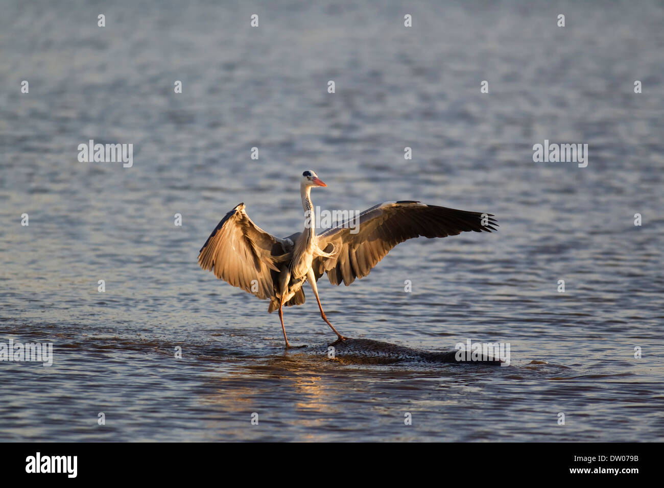 Graue Reiher (Ardea Cinerea) auf der Rückseite ein Flusspferd (Hippopotamus Amphibius), Sunset Dam, Krüger-Nationalpark Stockfoto